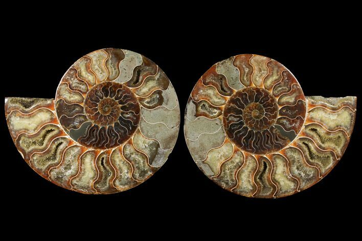 Agatized Ammonite Fossil - Madagascar #122412